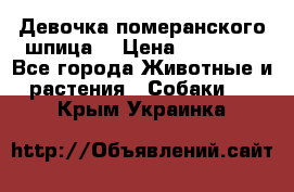 Девочка померанского шпица. › Цена ­ 40 000 - Все города Животные и растения » Собаки   . Крым,Украинка